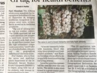 White Onion from Alibag got GI tag