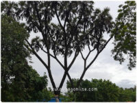 Branched palm Tree - Vidyanagar