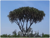 Branched palm Tree Satad