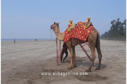 Nagaon - Camel Ride