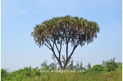 Branched Palm Tree at Nagaon