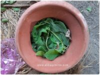 Popati ready to cook