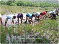 Rice Sowing