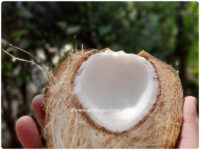 Coconut