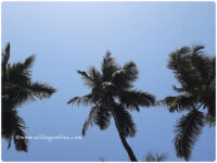 Coconut tree