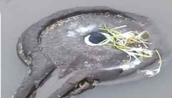 Kihim Beach Shivpindi