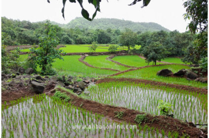 Kondi Waterfall - farms
