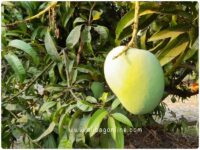 Mango Alphanso Tree