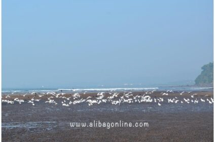 Murud Beach Seagulla
