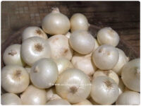 White Onion from Alibag