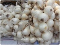 white onion