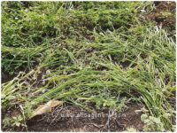 white onion underground