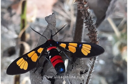 Phansad wild life - Bee