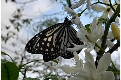 Phansad wild life - Butterfly