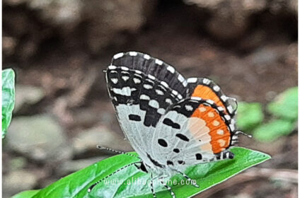 Phansad wild life - Butterfly