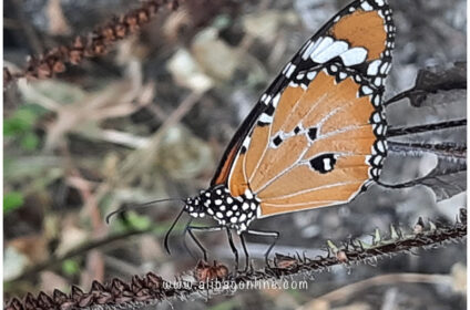 Phansad wild life - Butterfly