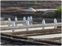 Salt Pans - ready