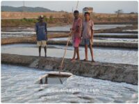 Salt Pans - collection