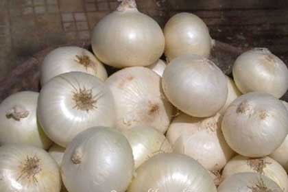 White Onion from Alibag
