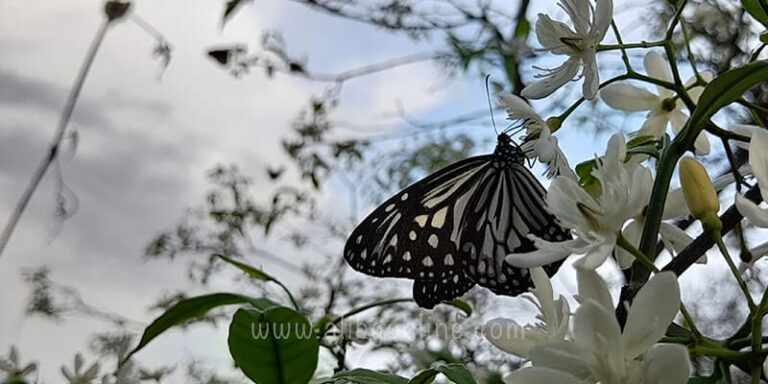 phansad-butterfly-smallbanner