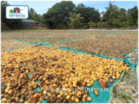 Betel Nut drying